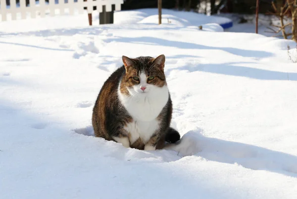 Adorable Cat Walking Snow Garden — Stock Photo, Image