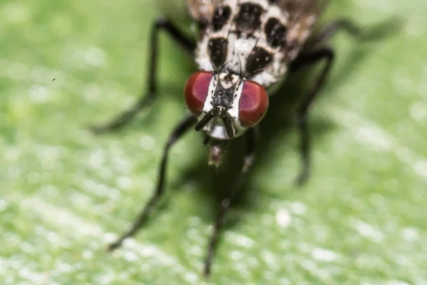 Eine Selektive Fokusaufnahme Eines Insekts Mit Roten Augen Auf Einem — Stockfoto