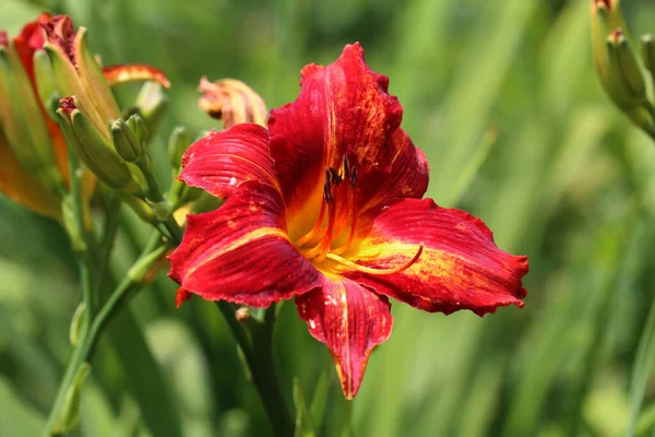 Närbild Blommiga Röda Liljor Park — Stockfoto