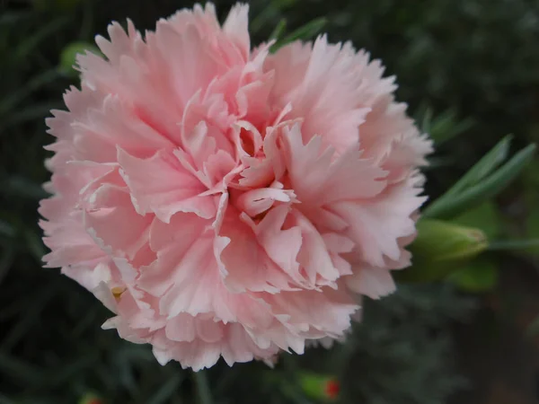 Primer Plano Una Hermosa Flor Clavel Rosa Sobre Fondo Borroso — Foto de Stock