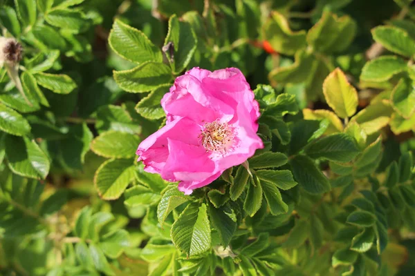 Disparo Clsoeup Rosa Nutkana Flor —  Fotos de Stock