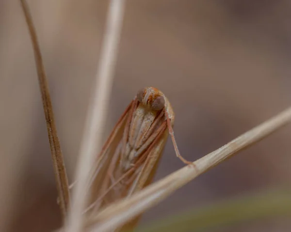 Makro Snímek Můry Rostlinách Pod Slunečním Světlem Rozmazaným Pozadím — Stock fotografie