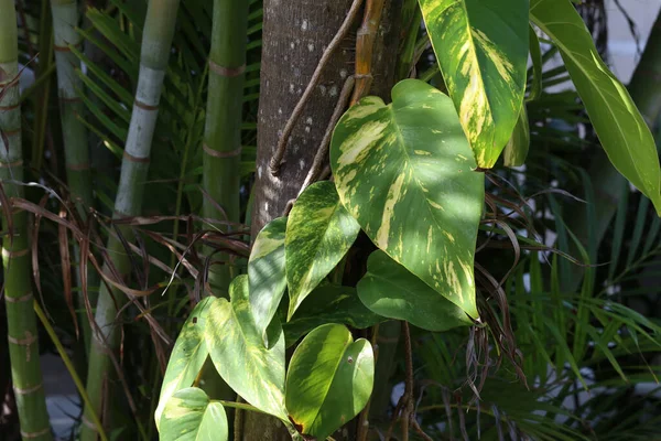 Gros Plan Feuilles Tropicales Bambous Dans Champ Sous Soleil — Photo
