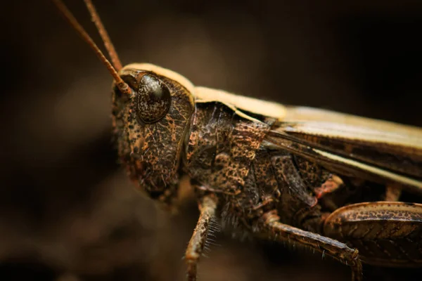 Крупный План Oedaleus Infernalis Солнечным Светом Размытым Фоном — стоковое фото