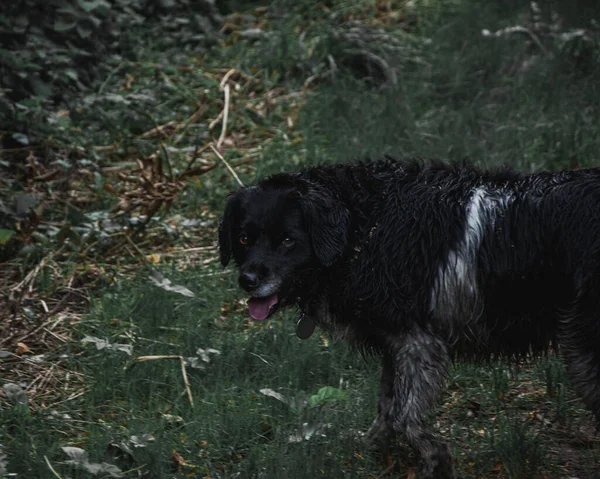 Den Fluffiga Förtjusande Hunden Går Parken — Stockfoto