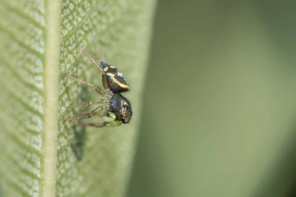 Makro Záběr Pavouka Zeleném Listu — Stock fotografie