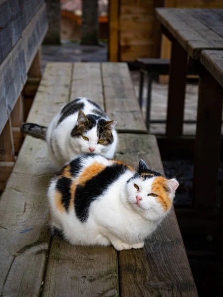 Αξιολάτρευτες Νυσταγμένες Γάτες Που Κάθονται Ξύλινο Πάγκο — Φωτογραφία Αρχείου