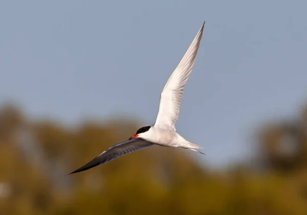 Een Sternidae Vogel Vliegend Lucht Met Wazige Achtergrond — Stockfoto