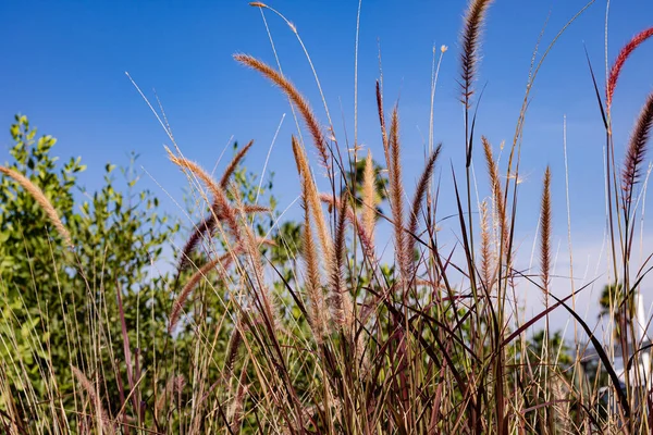 Close Grama Foxtail Contra Céu Azul — Fotografia de Stock