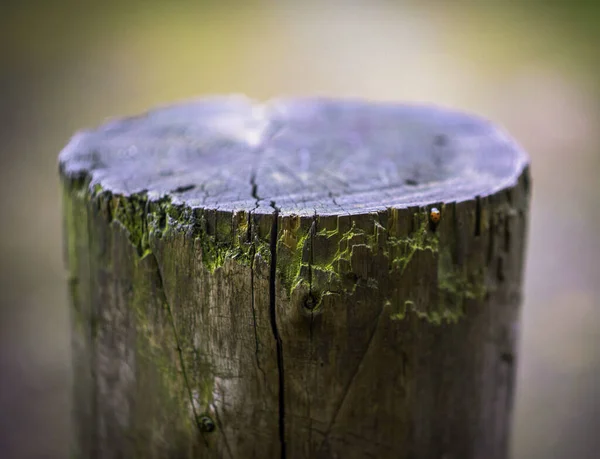 Gros Plan Mossy Stump — Photo