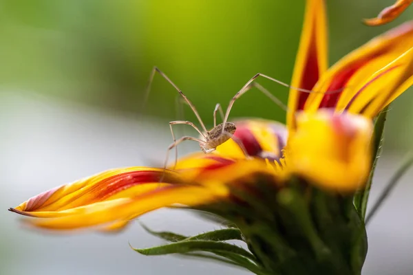 黄花上有红色斑点的小蜘蛛在叶子上的选择性聚焦镜头 — 图库照片