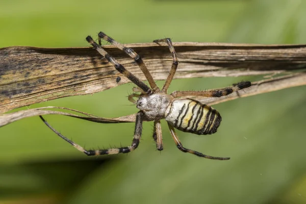 Kuru Bir Bitkinin Üzerindeki Örümceğin Yakın Plan Fotoğrafı — Stok fotoğraf