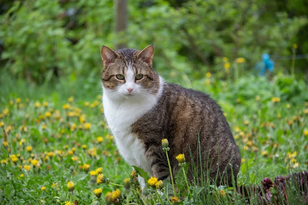 Eine Niedliche Grau Weiße Katze Auf Dem Feld Mit Gelben — Stockfoto