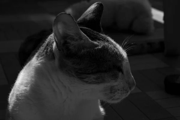 브라질짧은 고양이를 회색층으로 — 스톡 사진
