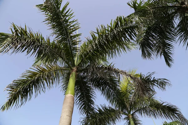 Een Lage Hoek Opname Van Een Palm Boom Een Blauwe — Stockfoto