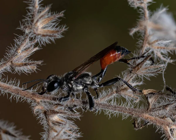 Gros Plan Une Fourmi Volante Sur Une Plante Sous Lumière — Photo