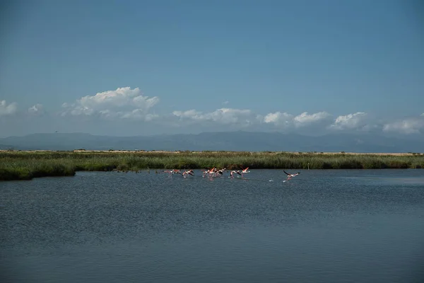 Μια Όμορφη Φωτογραφία Φλαμίνγκο Πετούν Πάνω Από Μια Λίμνη — Φωτογραφία Αρχείου