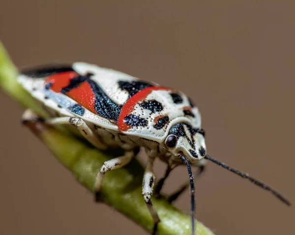 Eine Nahaufnahme Eines Insekts Auf Einem Grünen Blatt — Stockfoto