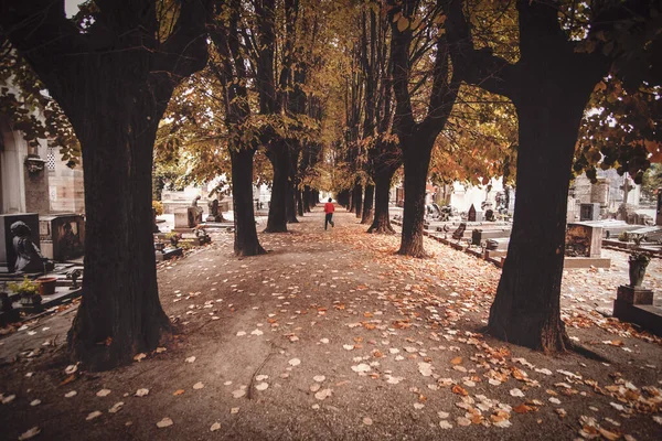 Bir Erkek Sonbaharda Ağaçlar Düşen Yapraklarla Mezarlıkta Patika Boyunca Koşuyor — Stok fotoğraf