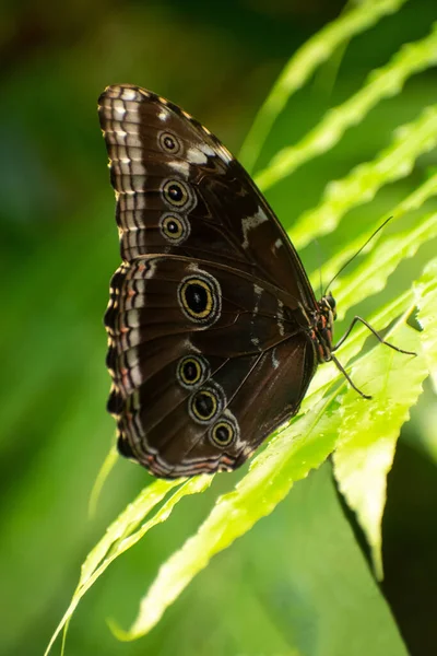 Вертикальный Снимок Красивой Бабочки Листе — стоковое фото