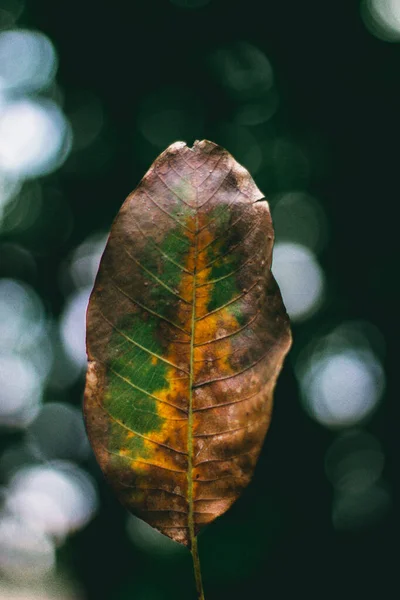 Colpo Verticale Una Foglia Autunno — Foto Stock