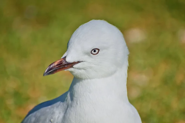 Een Close Van Een Meeuw Een Gras Bedekte Grond Bij — Stockfoto