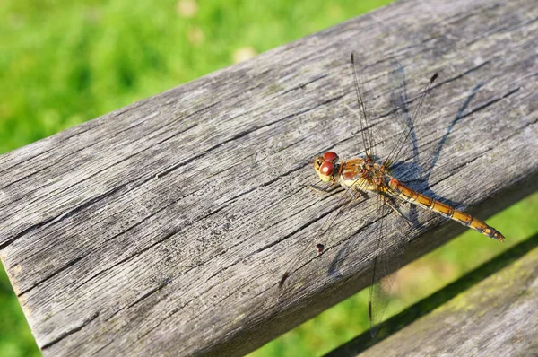 Een Close Van Een Libelle Neergestreken Een Houten Reling Onder — Stockfoto