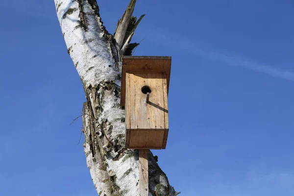 Tiro Close Ângulo Baixo Uma Casa Pássaros Tronco Árvore — Fotografia de Stock