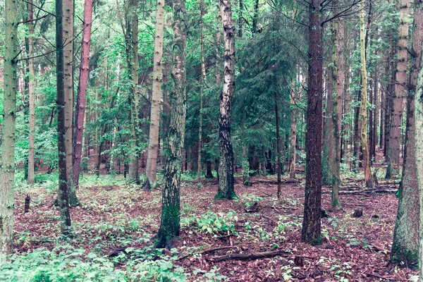 Krásný Výhled Vysoké Zelené Stromy Lese — Stock fotografie