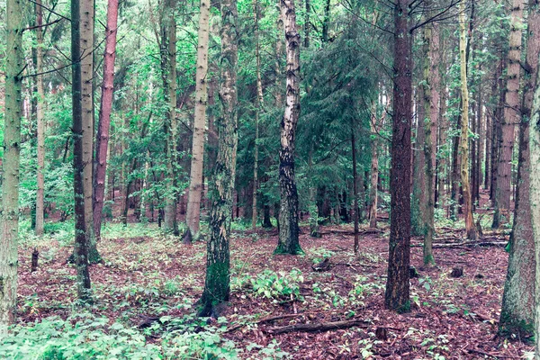 Een Prachtig Uitzicht Hoge Groene Bomen Het Bos — Stockfoto