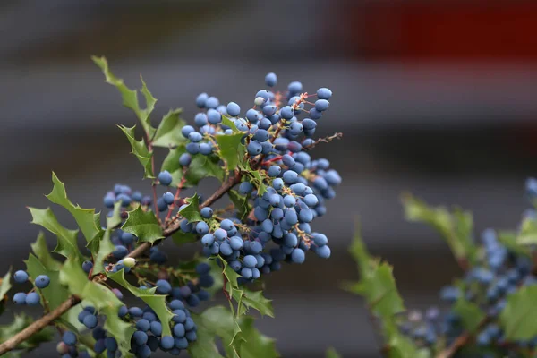 Mavi Böğürtlenli Bir Dala Yakın Çekim — Stok fotoğraf