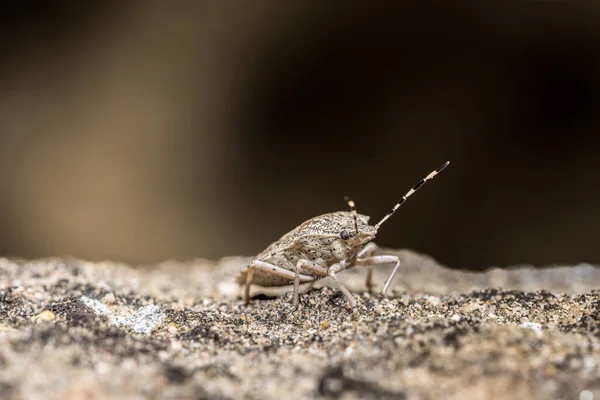 Eine Selektive Fokusaufnahme Eines Käfers — Stockfoto