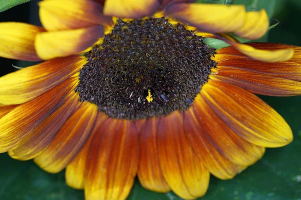 Sebuah Gambar Closeup Dari Bunga Matahari Dengan Daun Hijau — Stok Foto