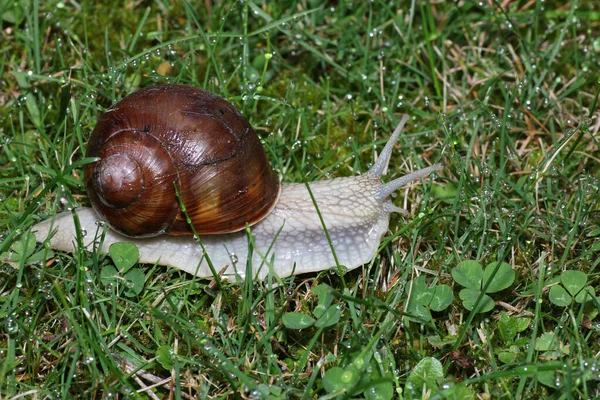 Detailní Záběr Šneka Trávě Dne — Stock fotografie