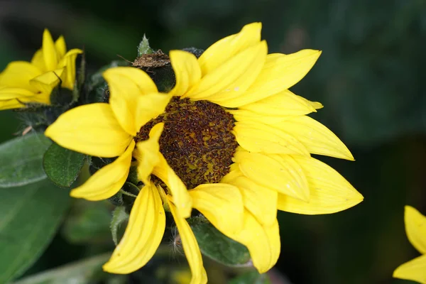 Een Prachtige Close Focus Shot Van Een Zonnebloem — Stockfoto