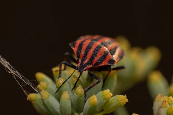 Primer Plano Escarabajo Italiano Rayas Sobre Una Planta Bajo Luz — Foto de Stock