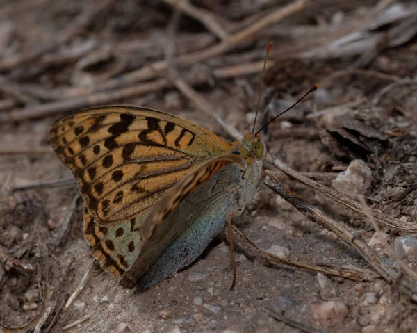 Primer Plano Una Mariposa Marrón Suelo Cubierta Ramas Con Fondo —  Fotos de Stock