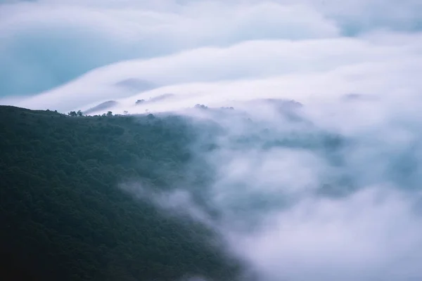 Denso Nevoeiro Que Cobre Floresta Escura Nas Montanhas — Fotografia de Stock