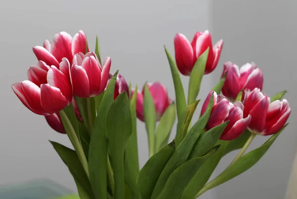 Gros Plan Beau Bouquet Tulipes Rouges — Photo