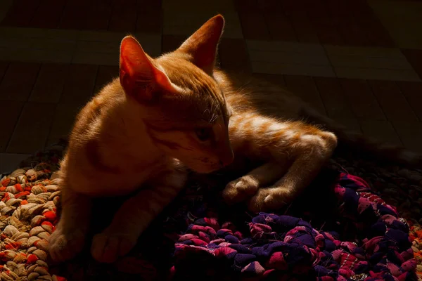 在毛毯上的一只橙黄色的软骨鱼猫的特写镜头 — 图库照片