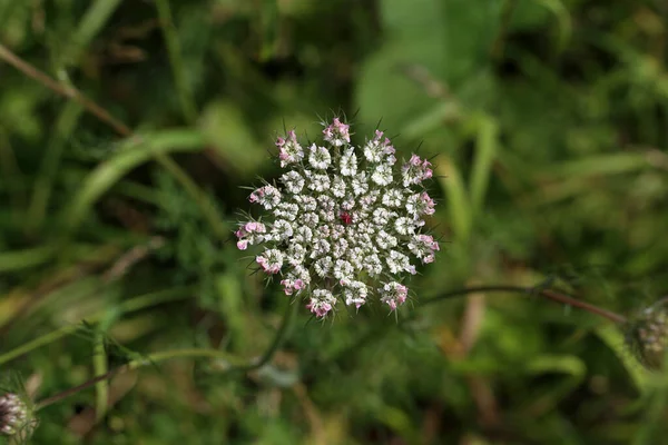 Ein Selektiver Fokusschuss Wilder Möhren Voller Blüte — Stockfoto