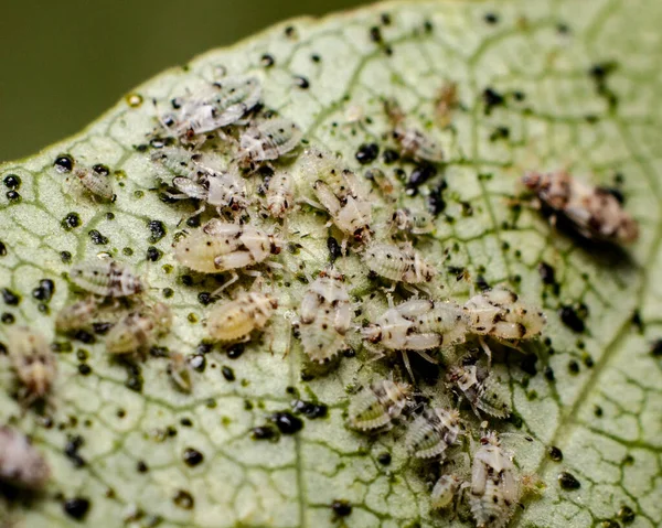 Primer Plano Pequeños Insectos Sobre Una Hoja Verde —  Fotos de Stock