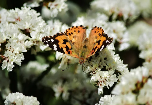 Selective Focus Shot Vanessa Cardui Butterfly Collecting Pollen Statice Flowers — Stock Photo, Image