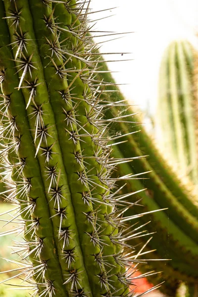 Närbild Grön Kaktus Madeiras Botaniska Trädgård Portugal — Stockfoto