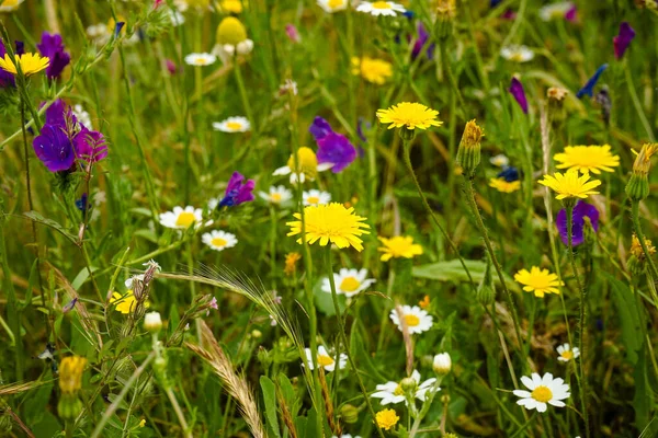 Pole Pięknych Kolorowych Dzikich Kwiatów — Zdjęcie stockowe