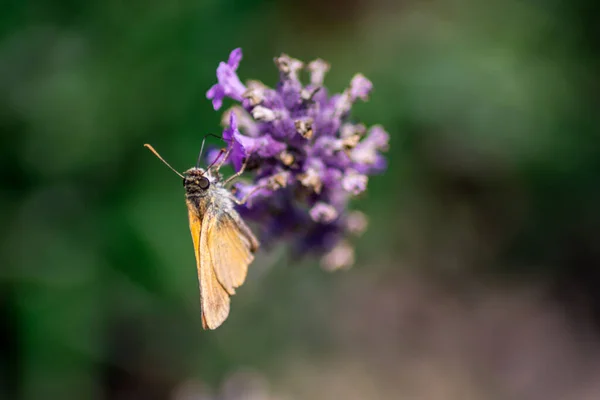 Gros Plan Papillon Sur Une Fleur Lavande Sur Fond Flou — Photo