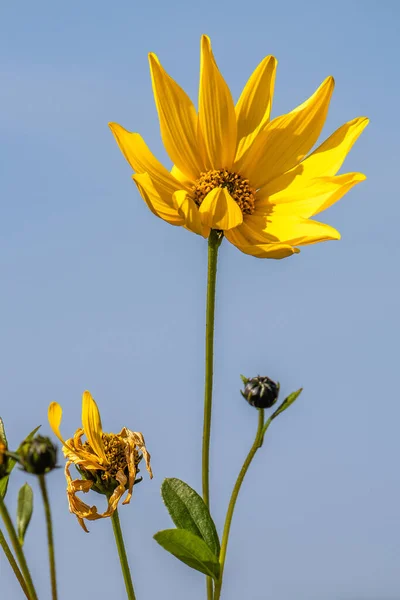 阳光下一束可爱的向日葵的特写 — 图库照片
