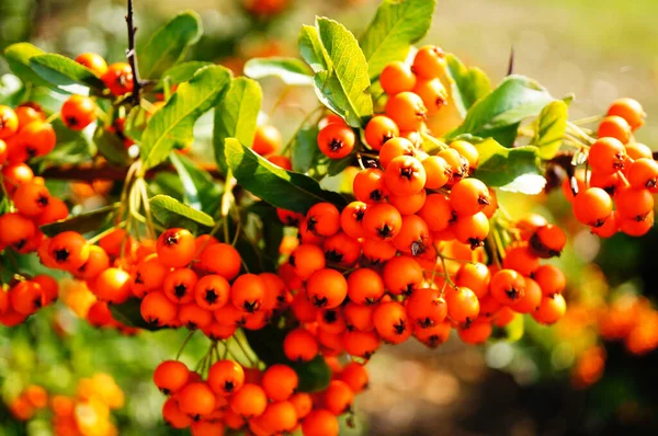 Eine Nahaufnahme Von Beeren Einem Strauch — Stockfoto