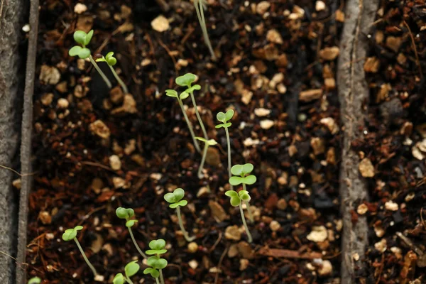 Μικρά Σπορόφυτα Που Αναδύονται Από Μείγμα Αγγείων Λεπτά Πράσινα Φύλλα — Φωτογραφία Αρχείου