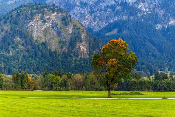 Une Vue Imprenable Sur Paysage Verdoyant Avec Des Arbres Sous — Photo